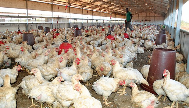 Falta de ração dificulta actividade avícola no país